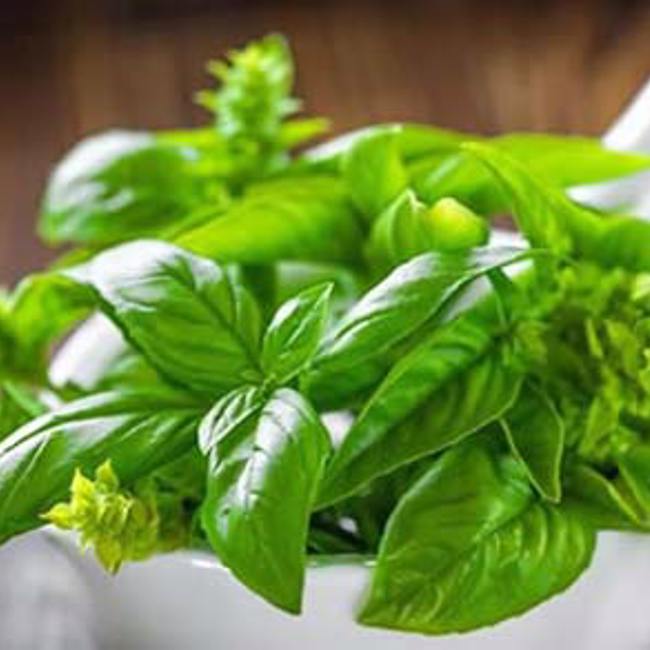 Basil