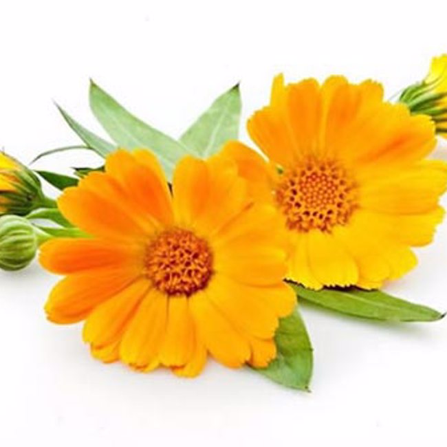 Calendula