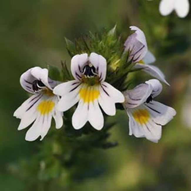 Eyebright