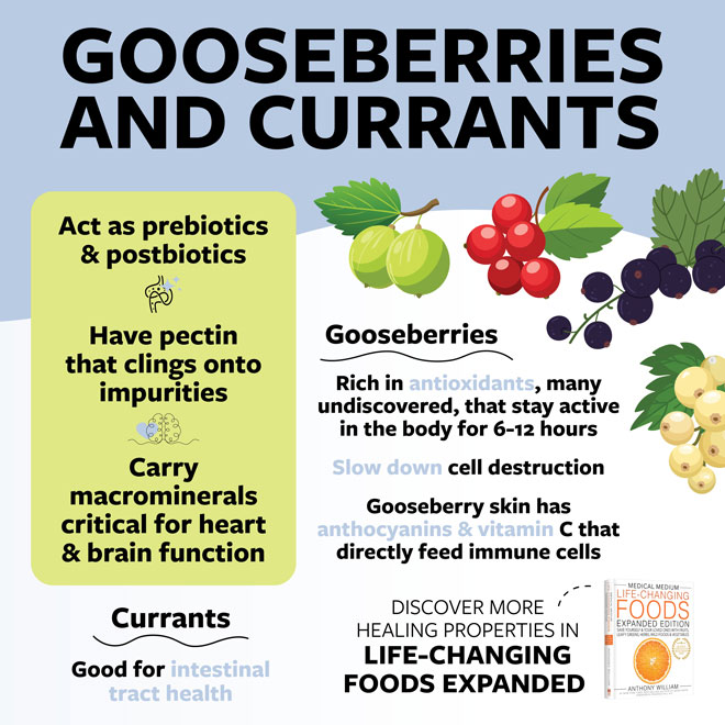 Gooseberries & Currants