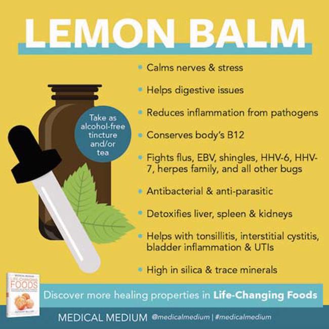 Lemon Balm: A Life-Changing Herb