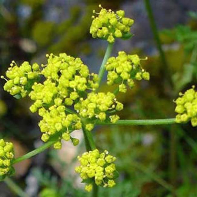 Lomatium
