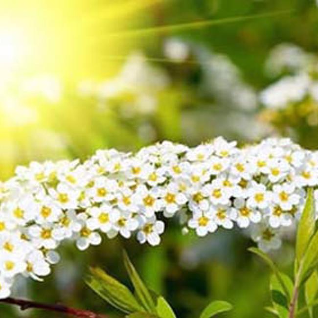 Meadowsweet
