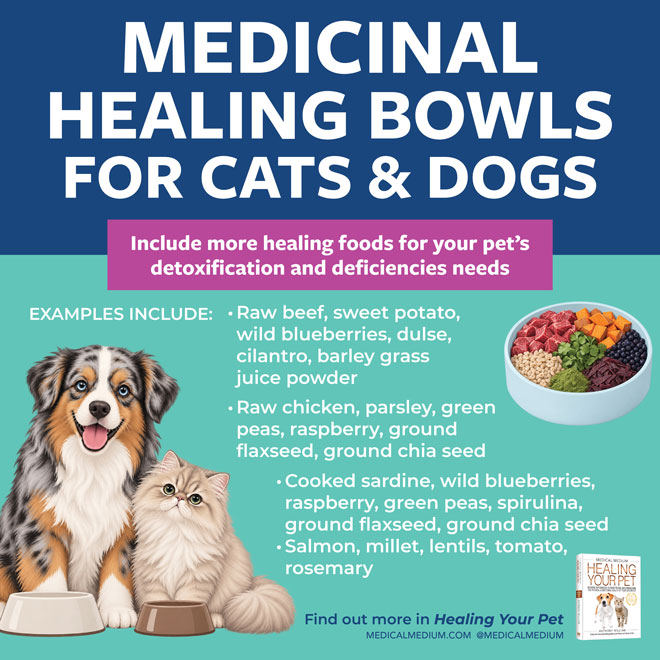 Medicinal Healing Bowls For Cats And Dogs