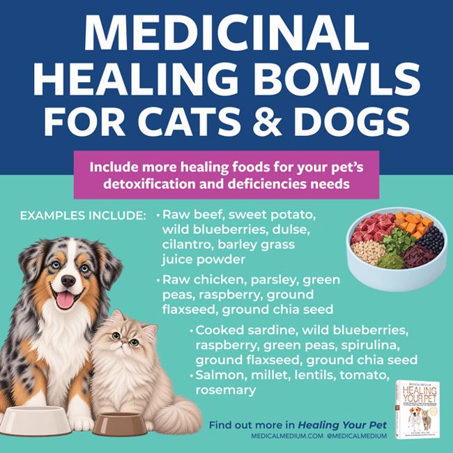 Medicinal Healing Bowls For Cats And Dogs