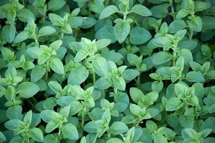 Oregano