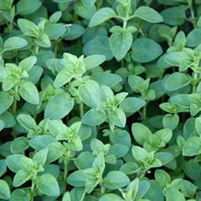 Oregano