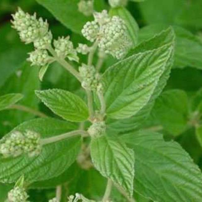 Red Root