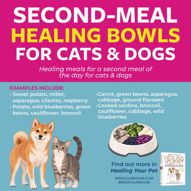 Second-Meal Healing Bowls For Cats And Dogs