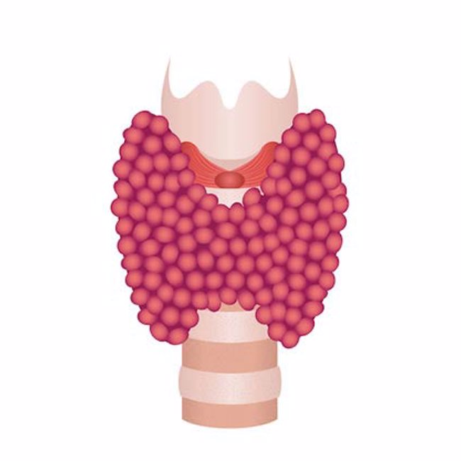 Thyroid Mechanics 