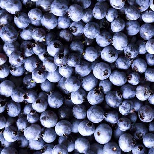 Wild Blueberries