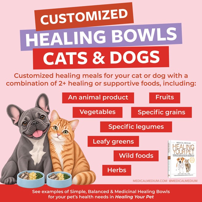 Customized Healing Bowls For Cats And Dogs